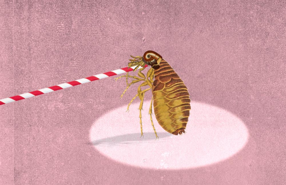 flea, mite and bug - short films for a museum